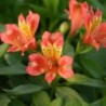 Alstroemère 'Alienor'