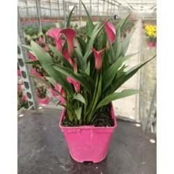 Arum de couleur rose