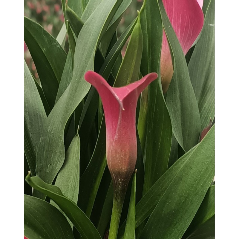  Arum de couleur rose