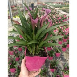 Arum de couleur violet