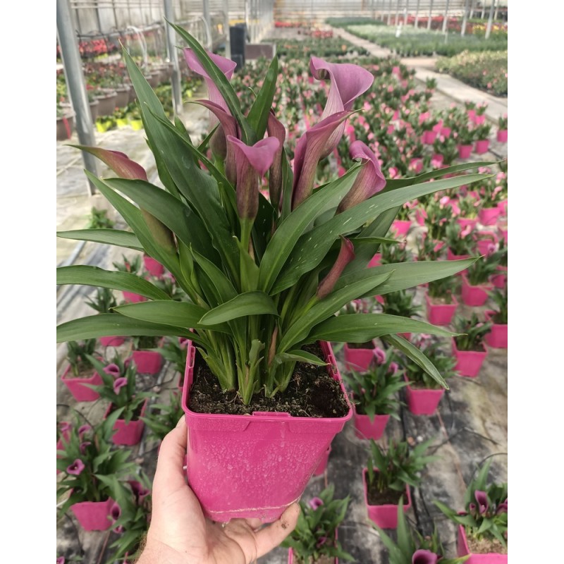 Arum de couleur violet