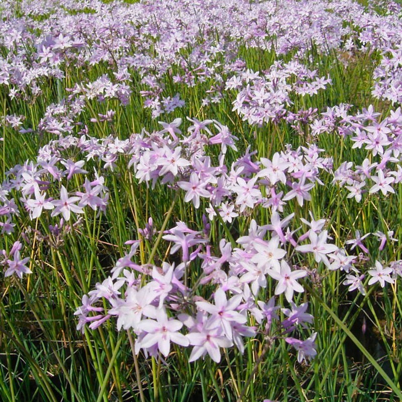  Tulbaghia Ashanti