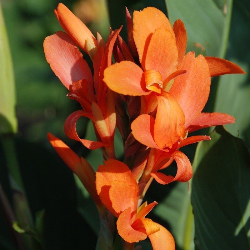 Canna 'Indiana'