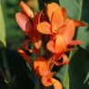 Canna 'Indiana'