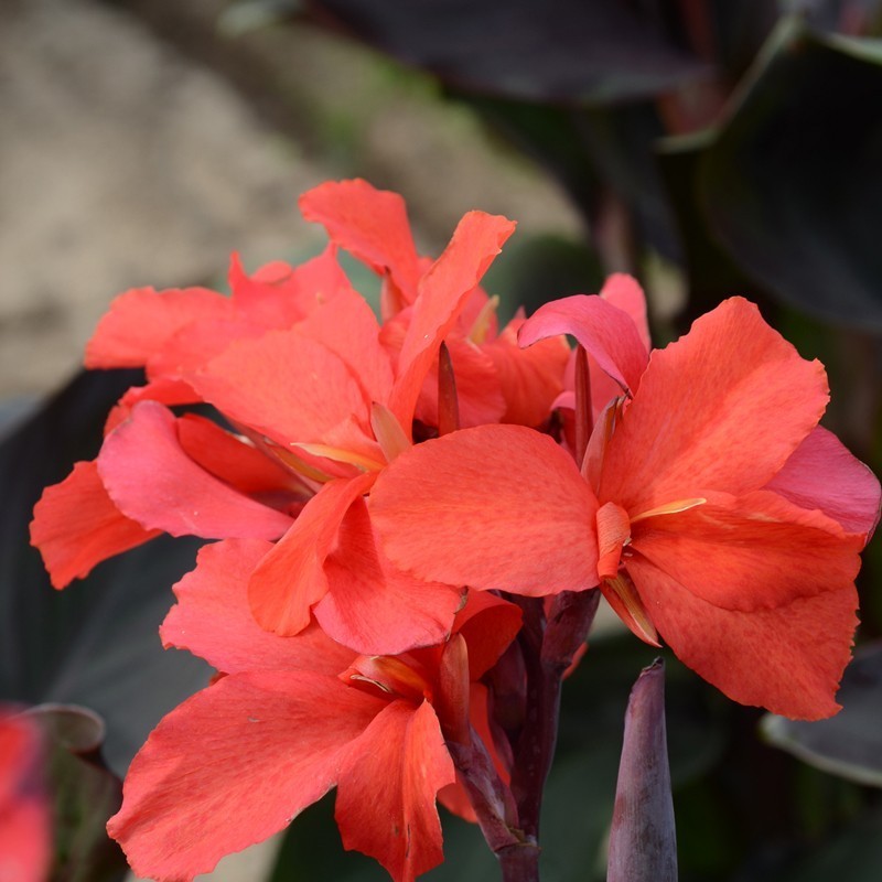 Canna 'Montaigne'