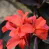 Canna 'Montaigne'