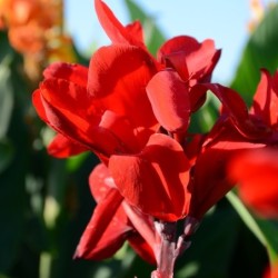 Canna 'Strasbourg'