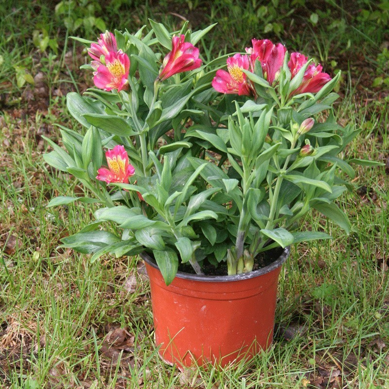  Alstroemère 'Alienor'