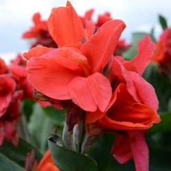 Canna 'Oiseau de feu'