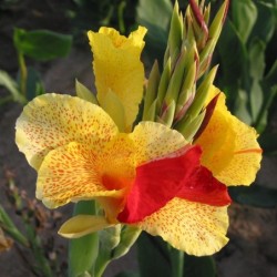Canna 'Cleopatra'