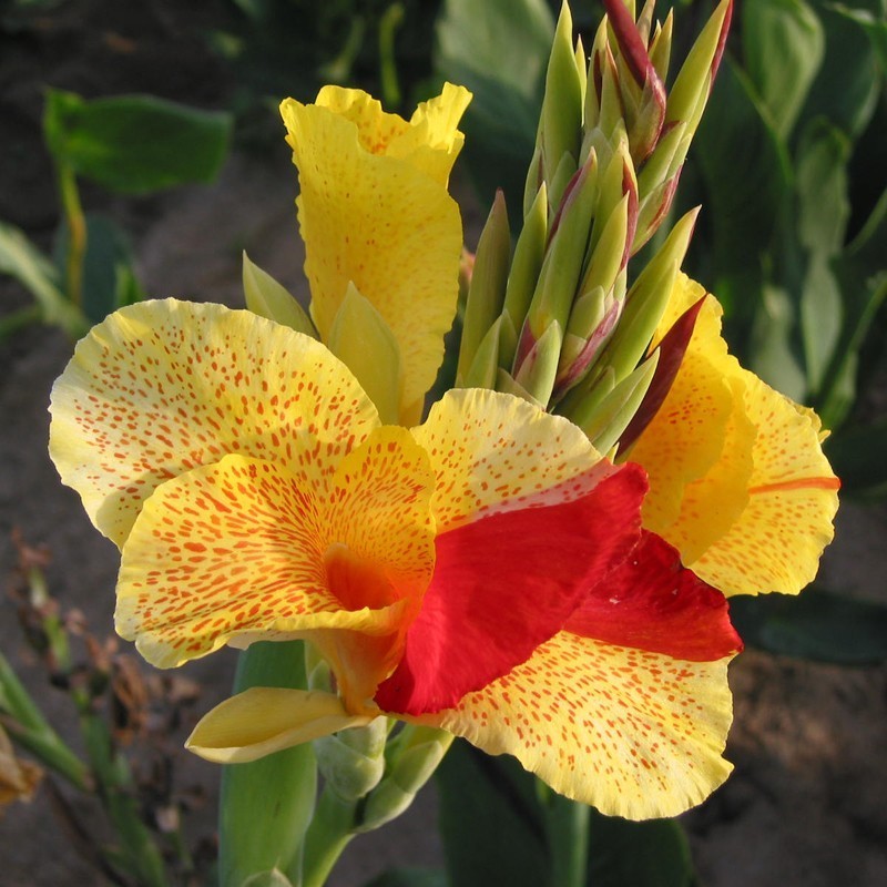Canna 'Cleopatra'