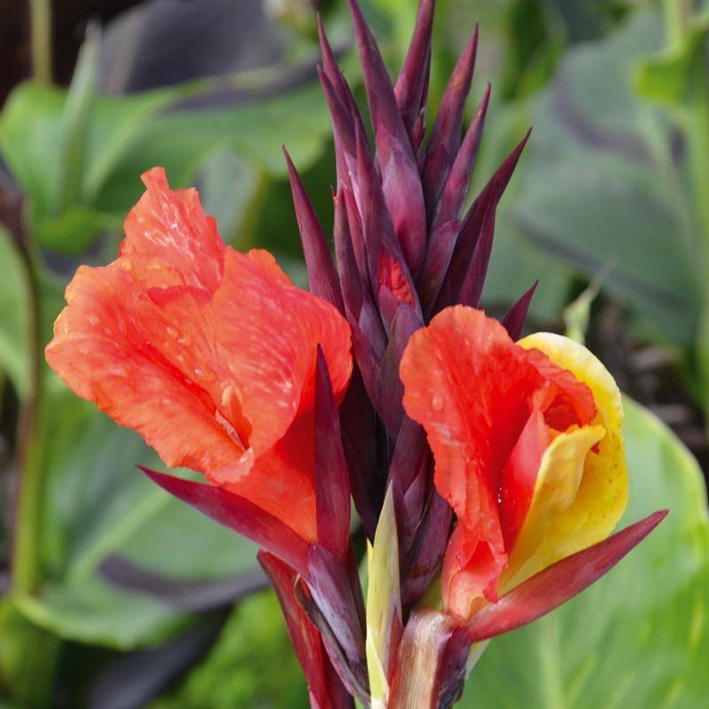  Canna 'Cleopatra'