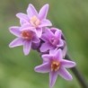 Tulbaghia himba