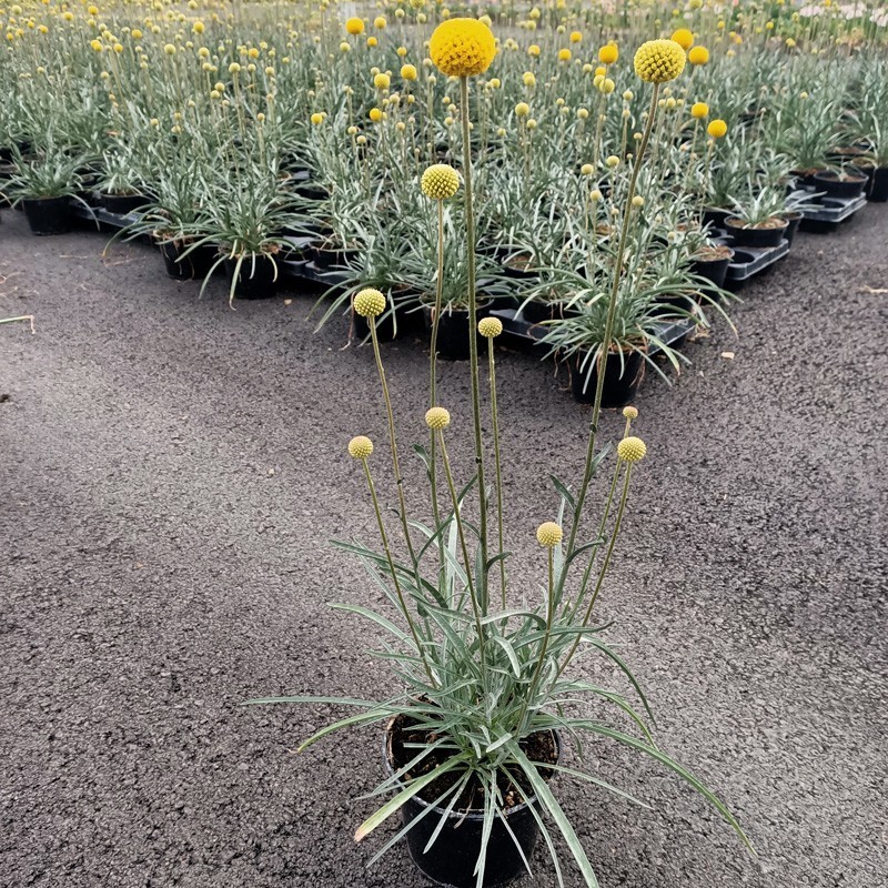 Craspedia 'Golf Beauty'