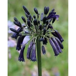 Agapanthe 'Black Magic'