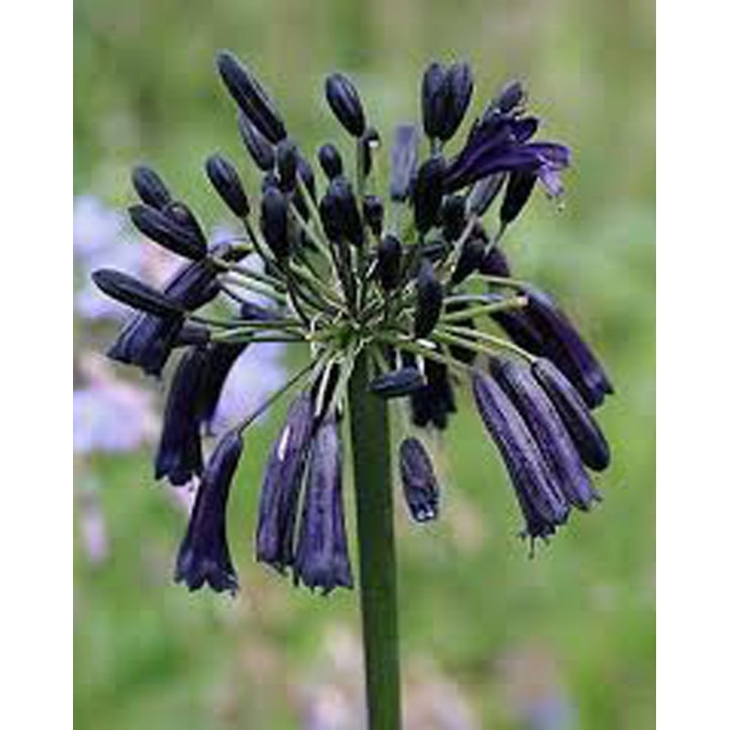 Agapanthe 'Black Magic'