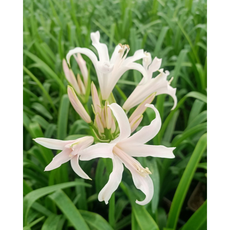 Amarine belladiva Emanuelle