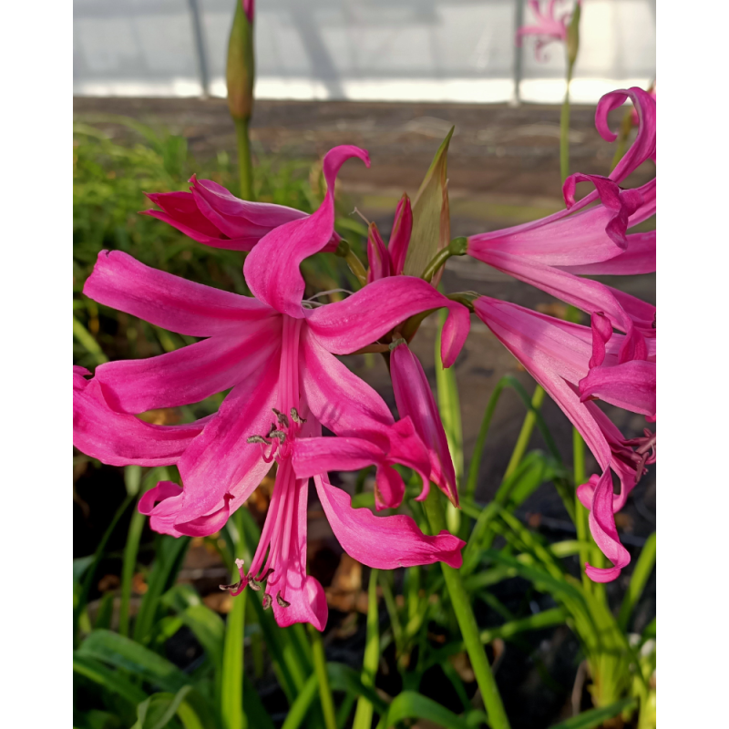 Amarine belladiva Anastasia