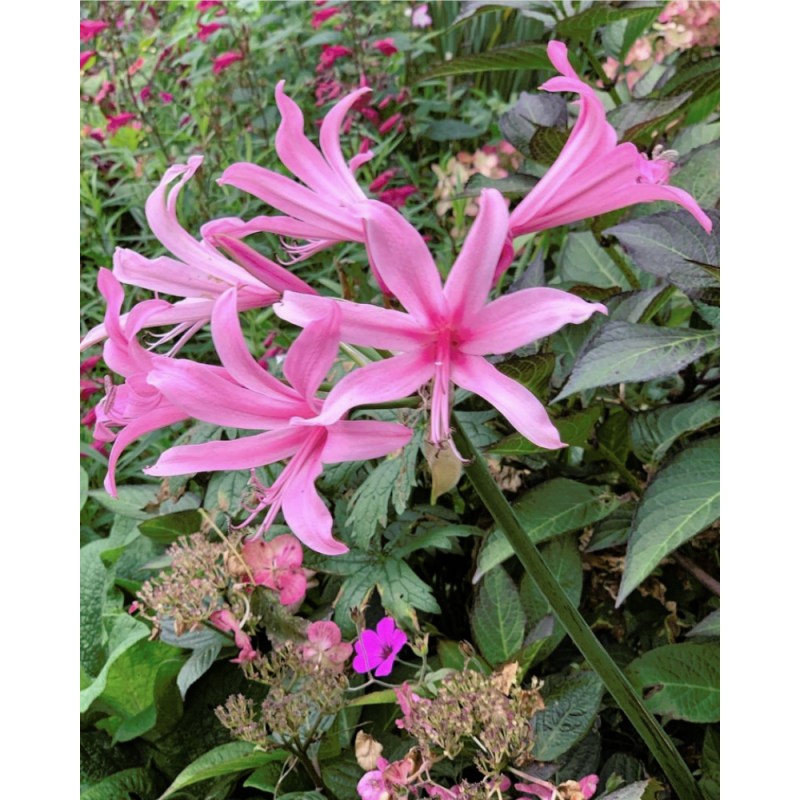 Amarine belladiva Aphrodite