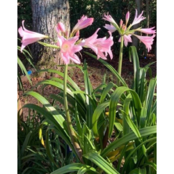 Crinum Powellii rose