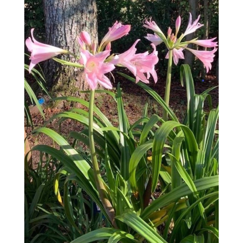 Crinum Powellii rose