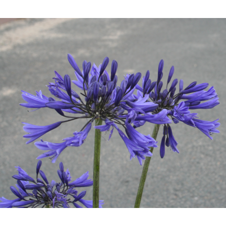 Agapanthe Star Dust