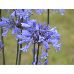 Agapanthe Graphite Blue