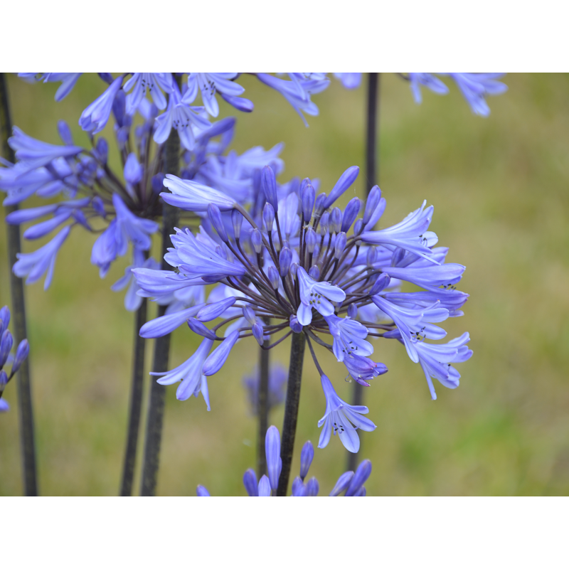 Agapanthe Graphite Blue