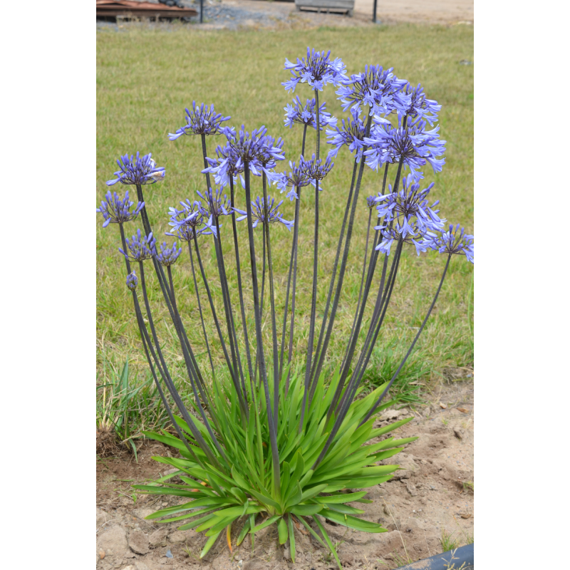  Agapanthe Graphite Blue