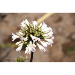 Agapanthe Graphite White