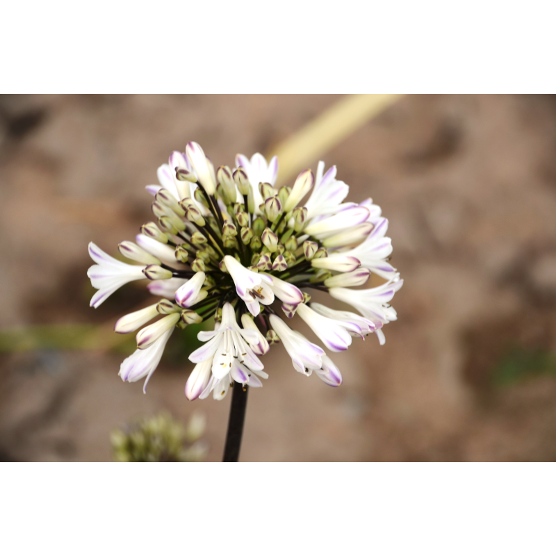 Agapanthe Graphite White