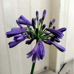 Agapanthe Purple Delight