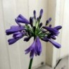 Agapanthe Purple Delight