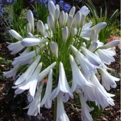 Agapanthe 'Silver Lining'
