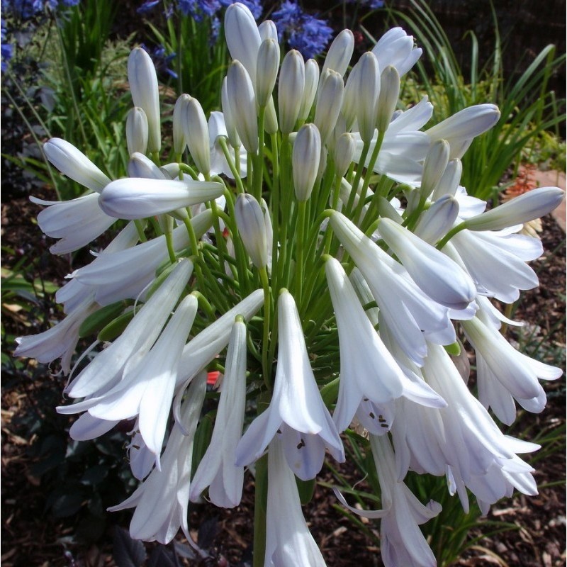 Agapanthe 'Silver Lining'