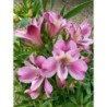  Alstroemère "Emilie" ®