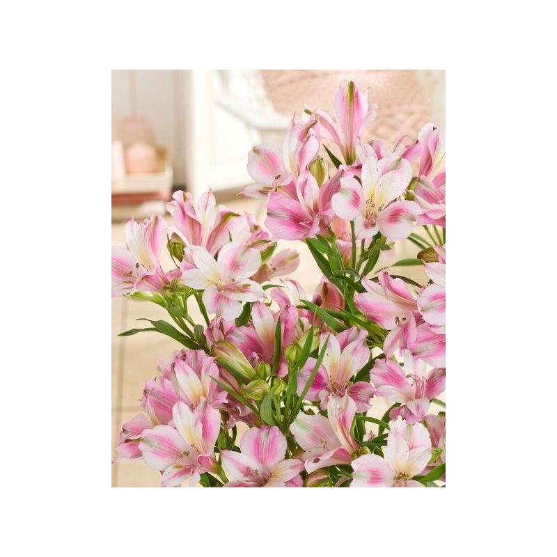 Alstroemère "Emilie" ®
