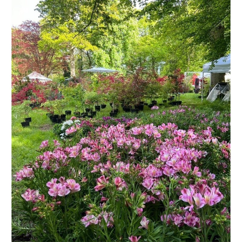  Alstroemère "Emilie" ®