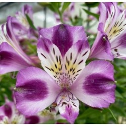  Alstroemère "Valentine" ®