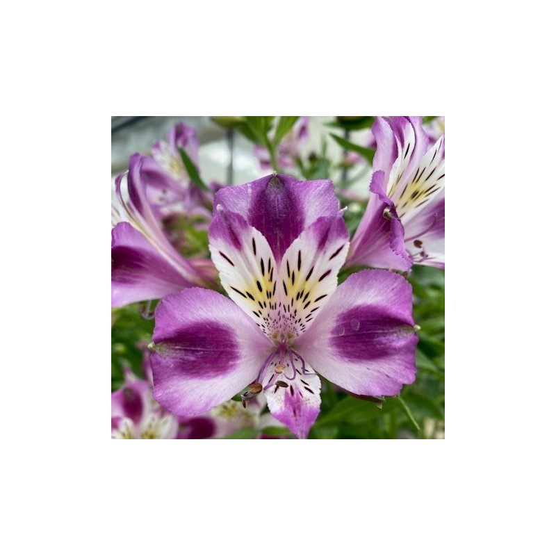  Alstroemère "Valentine" ®