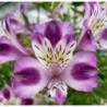  Alstroemère "Valentine" ®