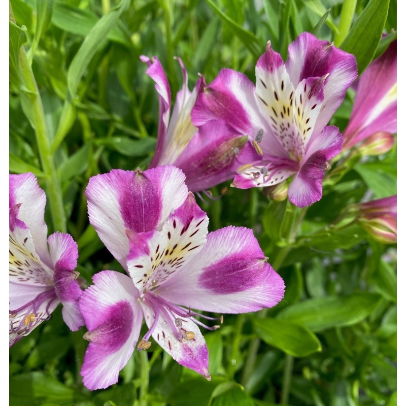 Alstroemère "Valentine" ®