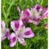 Alstroemère "Valentine" ®