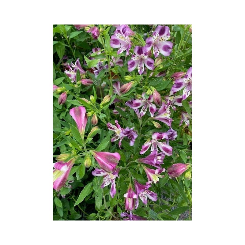  Alstroemère "Valentine" ®