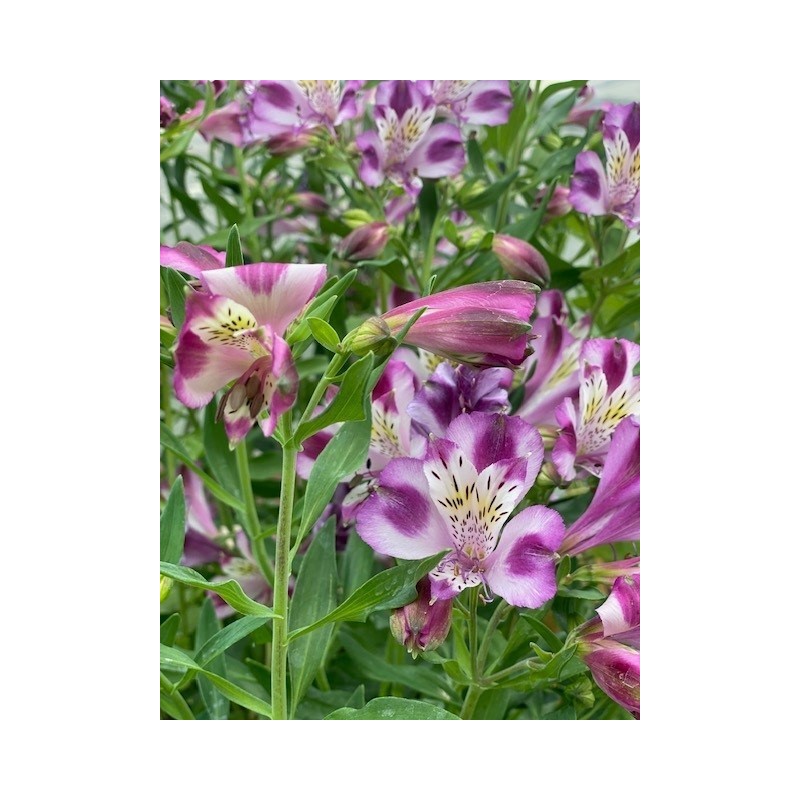  Alstroemère "Valentine" ®
