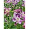  Alstroemère "Valentine" ®