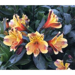 Alstroemeria "Summer Breeze"®