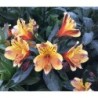  Alstroemeria "Summer Breeze"®