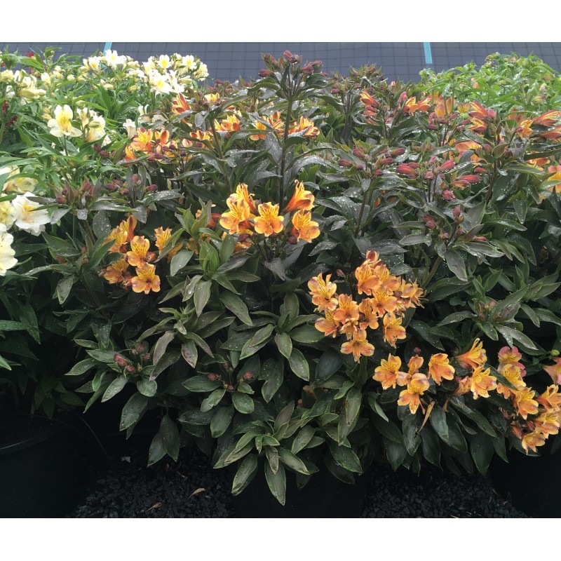 Alstroemeria "Summer Breeze"®