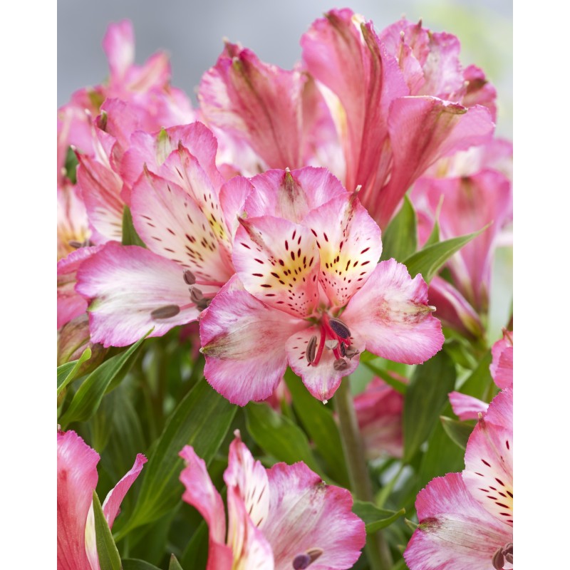 Alstroemère 'Charlotte'